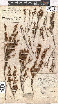 Erica schlechteri image