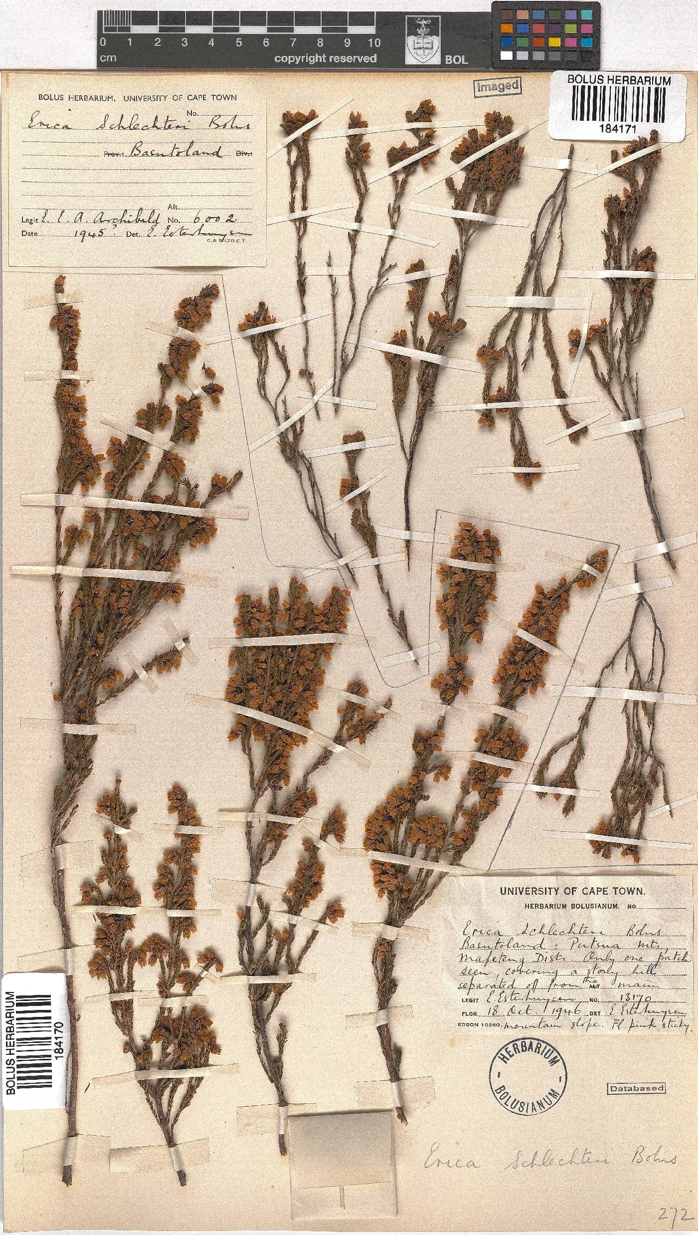 Erica schlechteri image