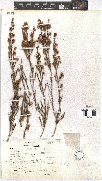 Erica schlechteri image