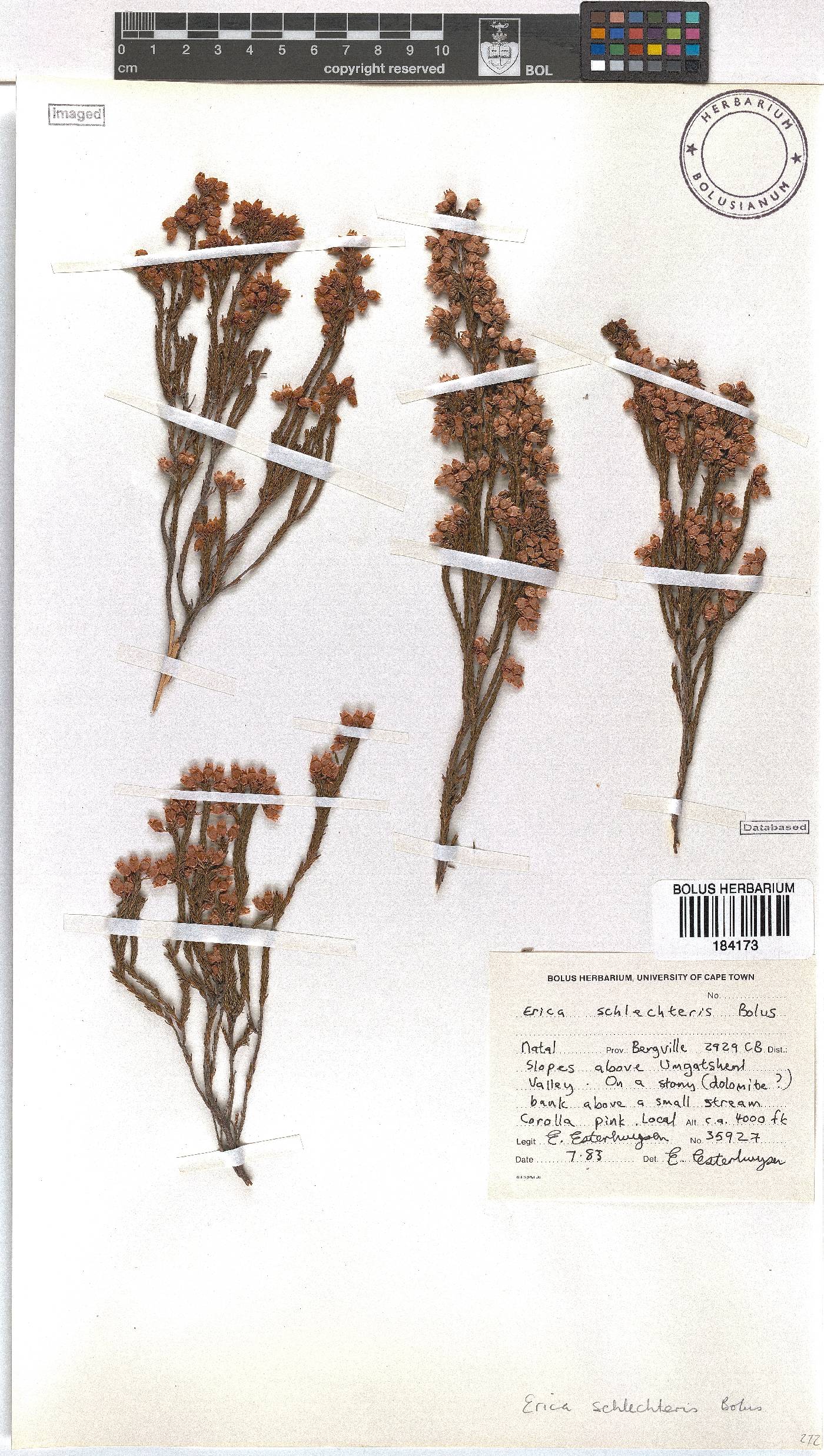 Erica schlechteri image