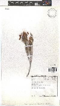 Erica spectabilis image