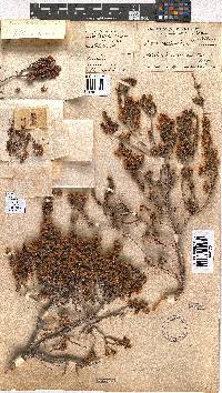 Erica spectabilis image