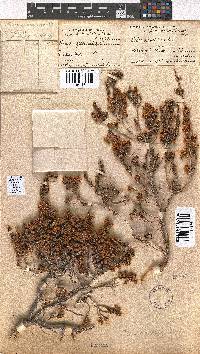 Erica spectabilis image