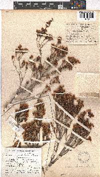 Erica spectabilis image