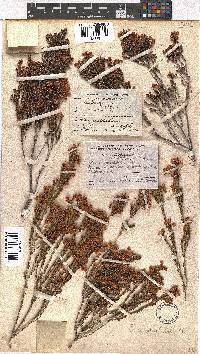 Erica spectabilis image