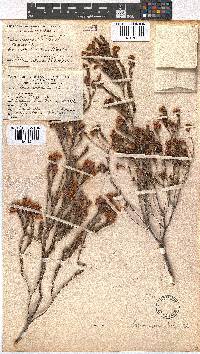 Erica spectabilis image