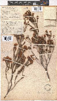 Erica spectabilis image