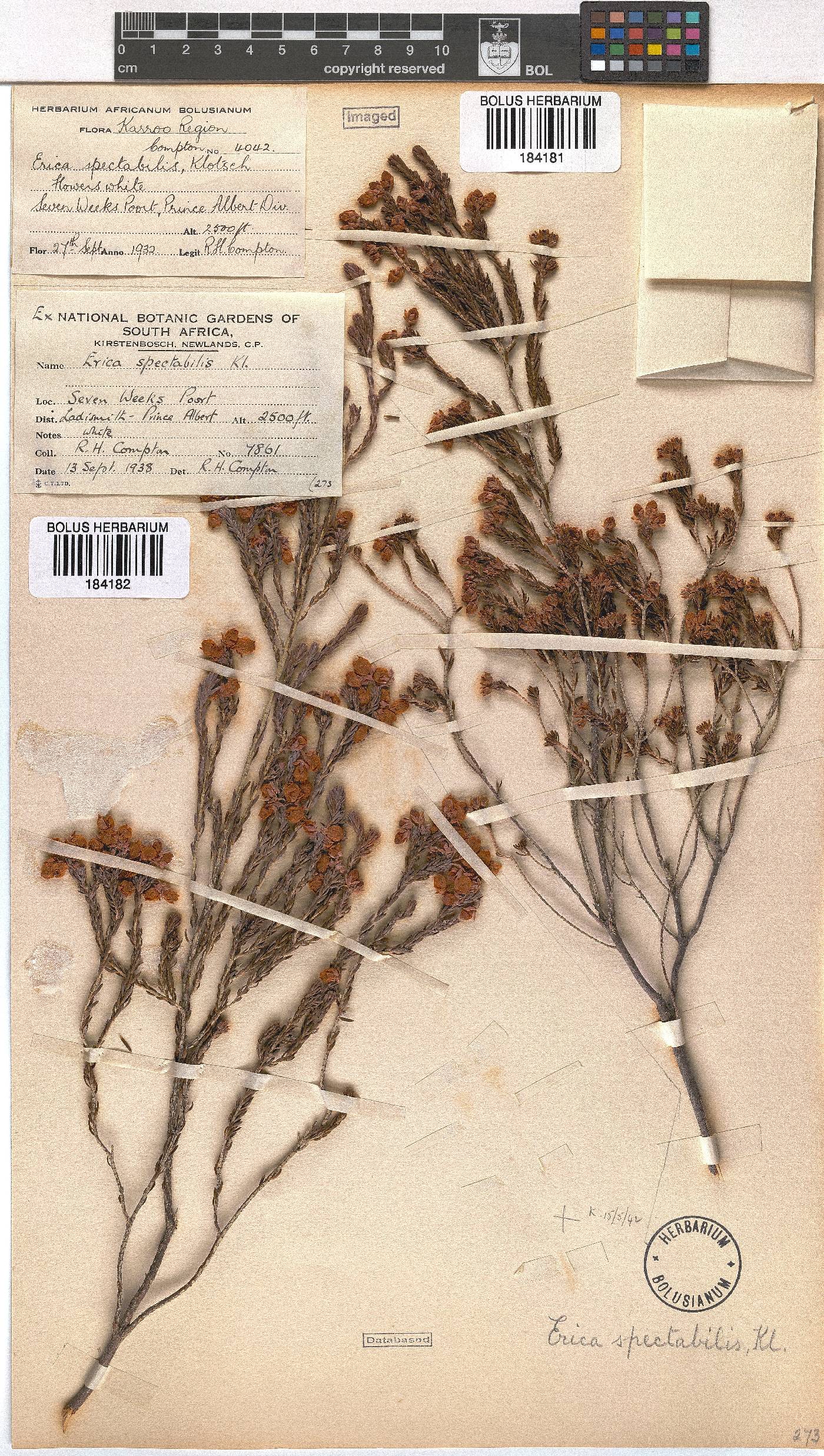 Erica spectabilis image