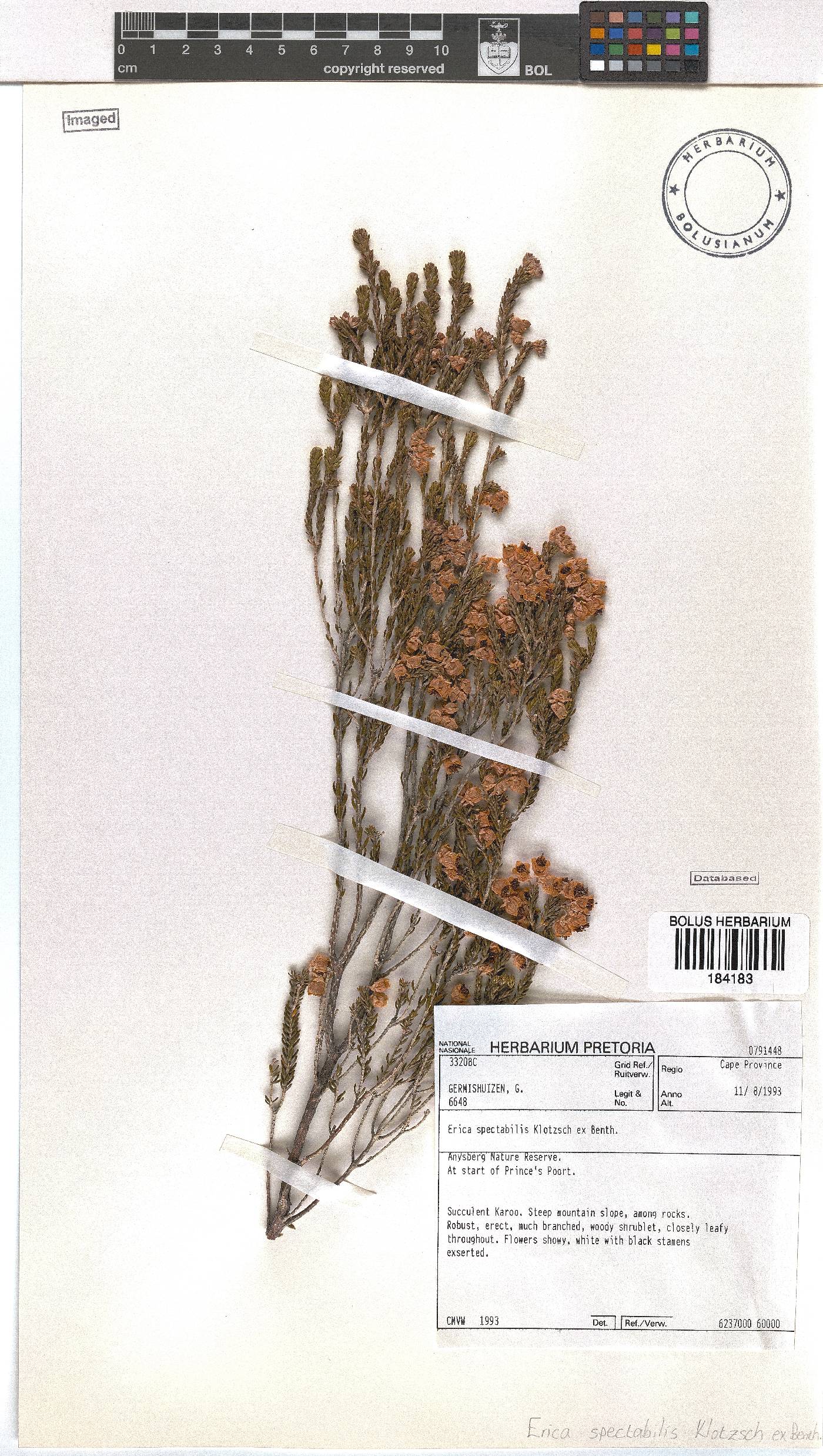 Erica spectabilis image