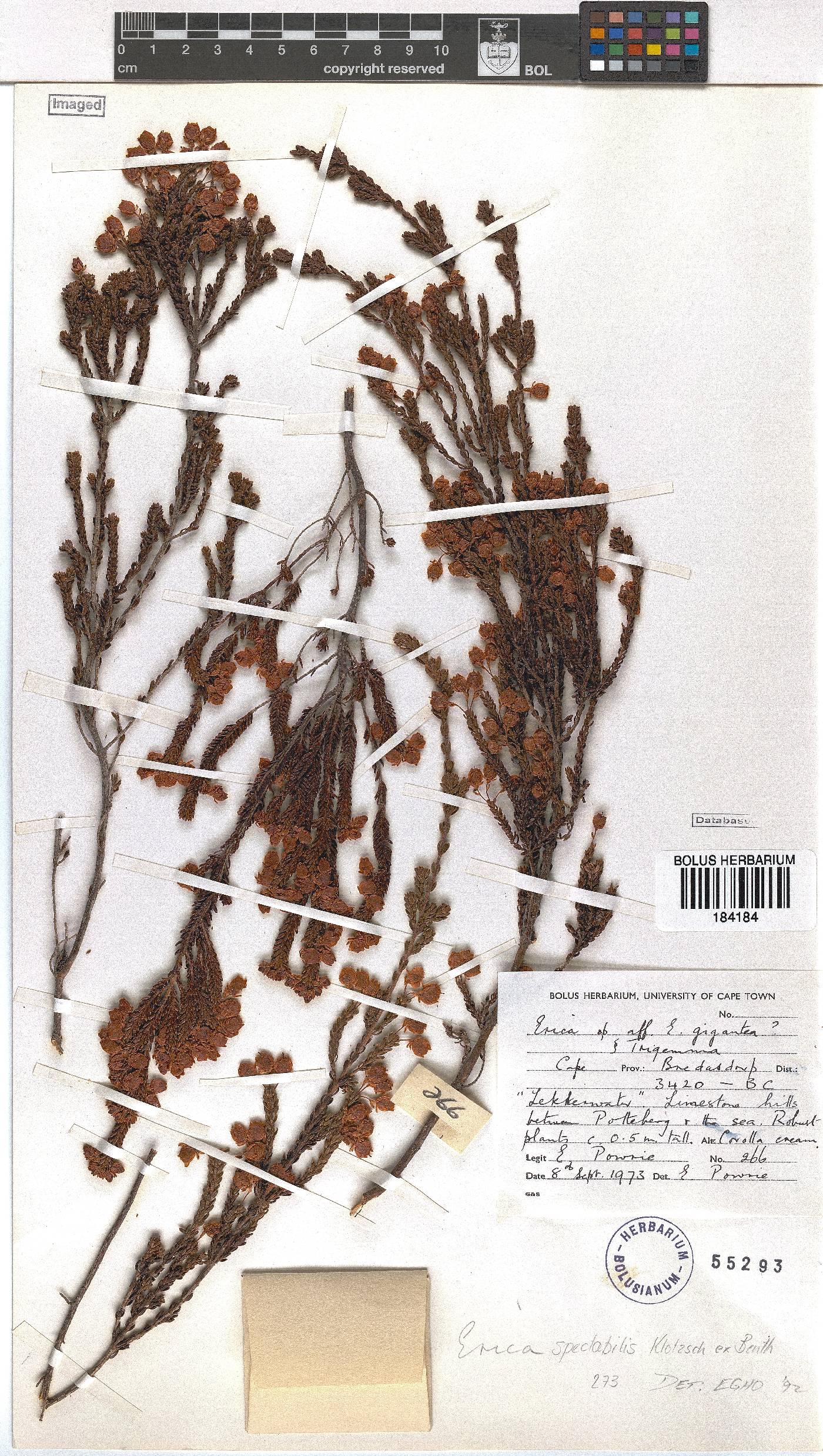 Erica spectabilis image