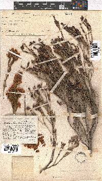 Erica condensata image