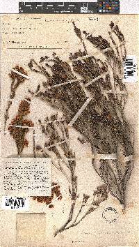 Erica condensata image