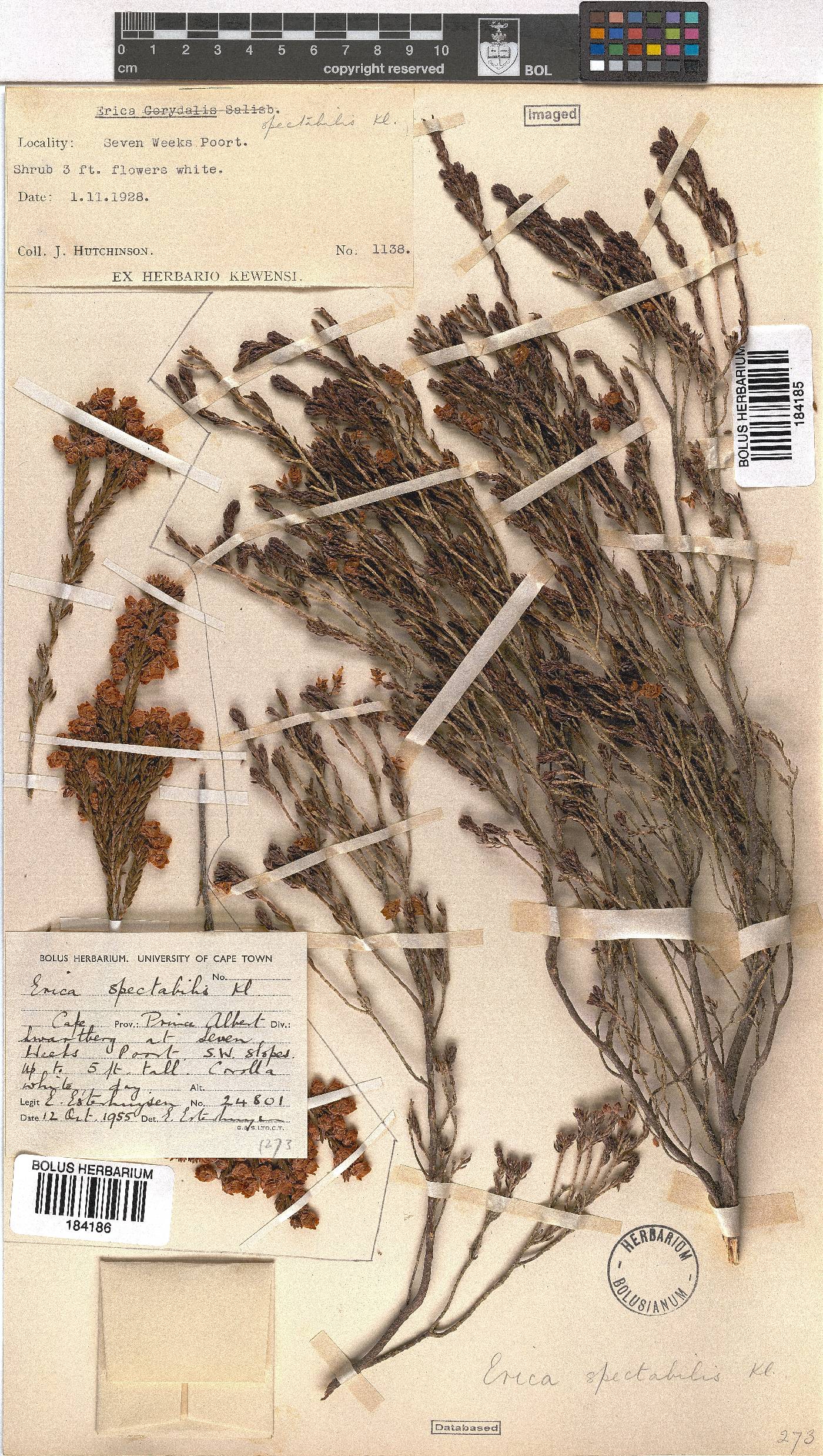 Erica condensata image