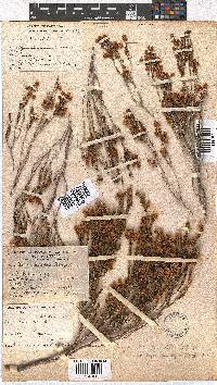 Erica condensata image