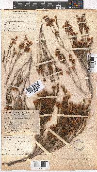 Erica condensata image