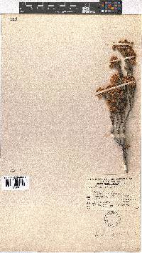 Erica condensata image