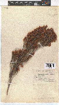 Erica condensata image