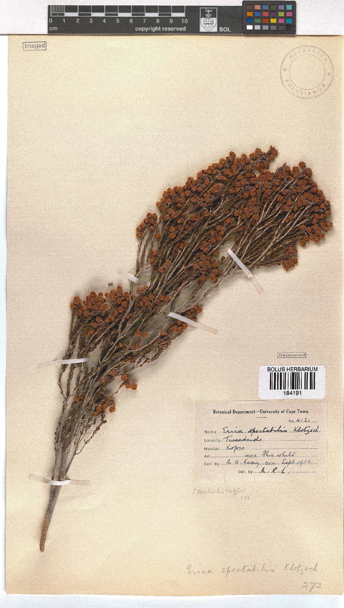 Erica condensata image