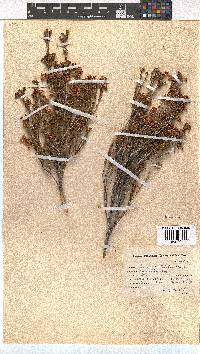 Erica condensata image