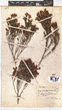 Erica condensata image