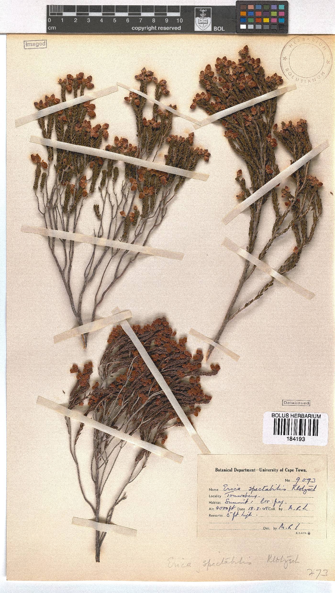 Erica condensata image