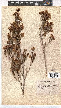 Erica condensata image