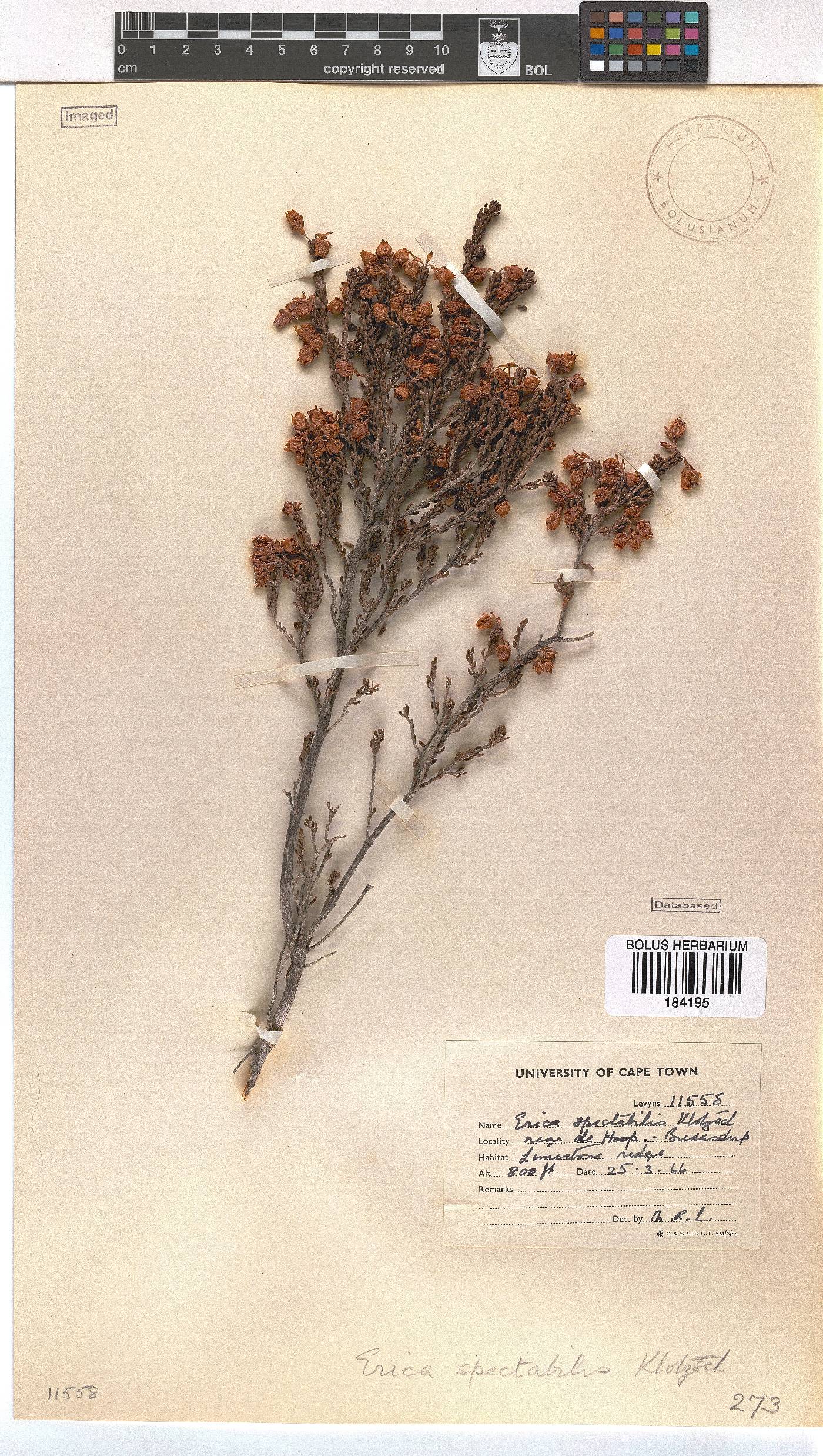 Erica condensata image