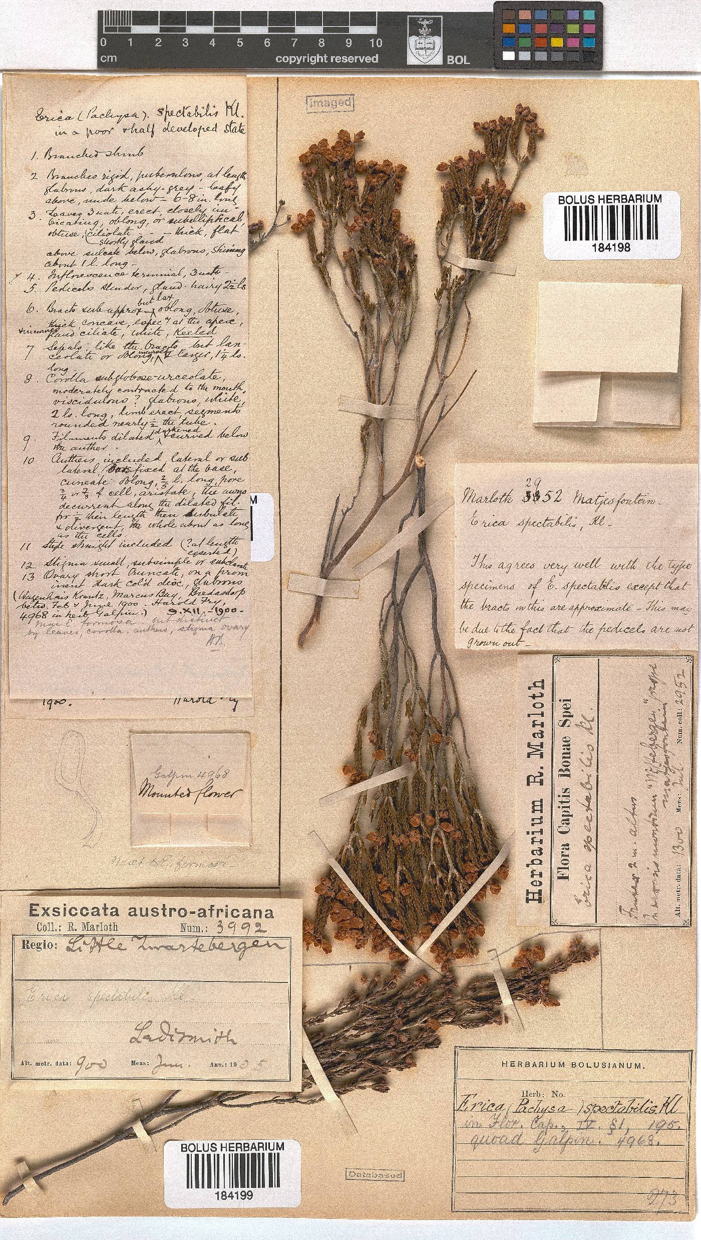 Erica spectabilis image