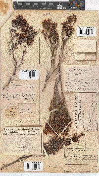 Erica spectabilis image