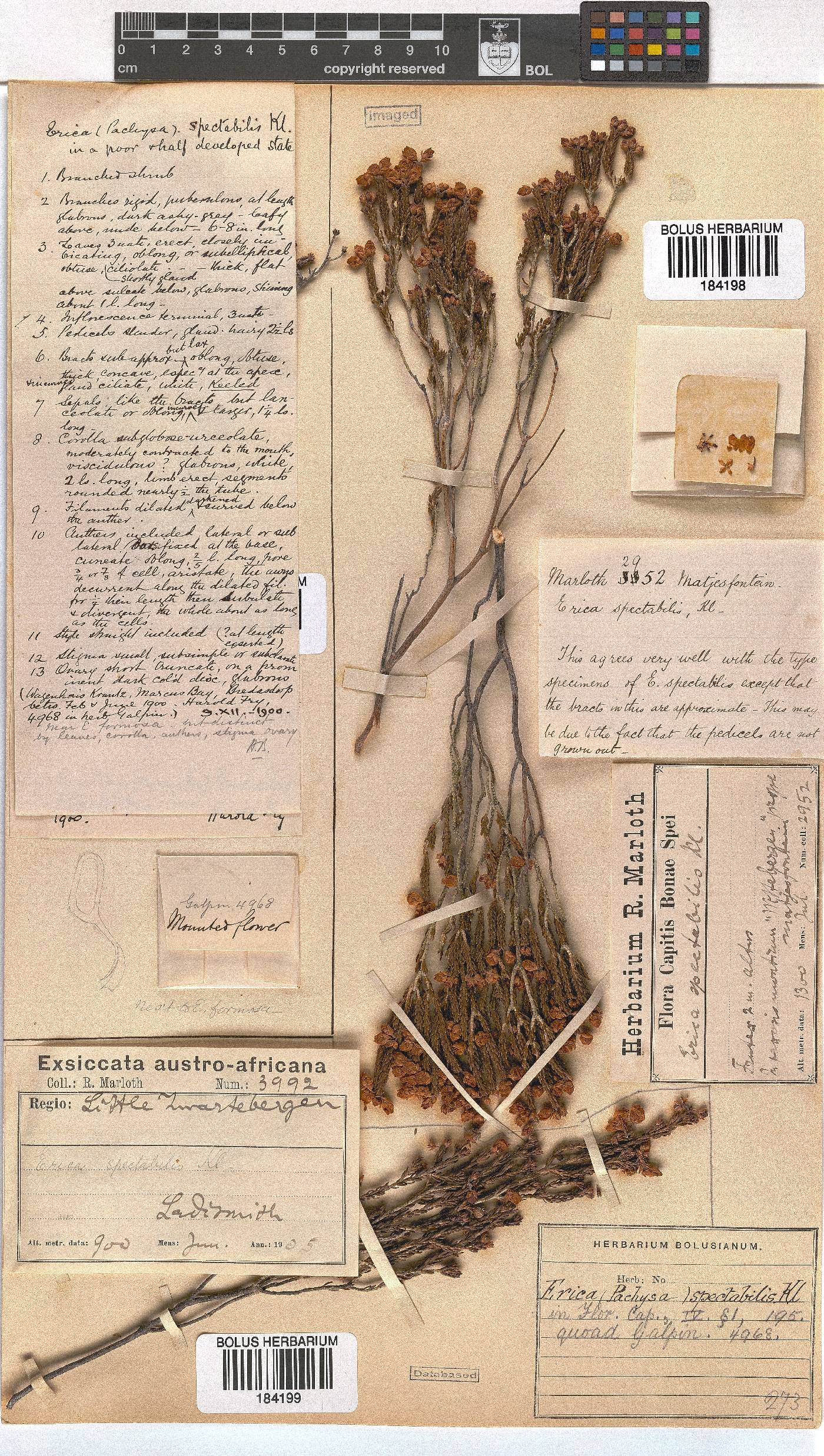 Erica spectabilis image
