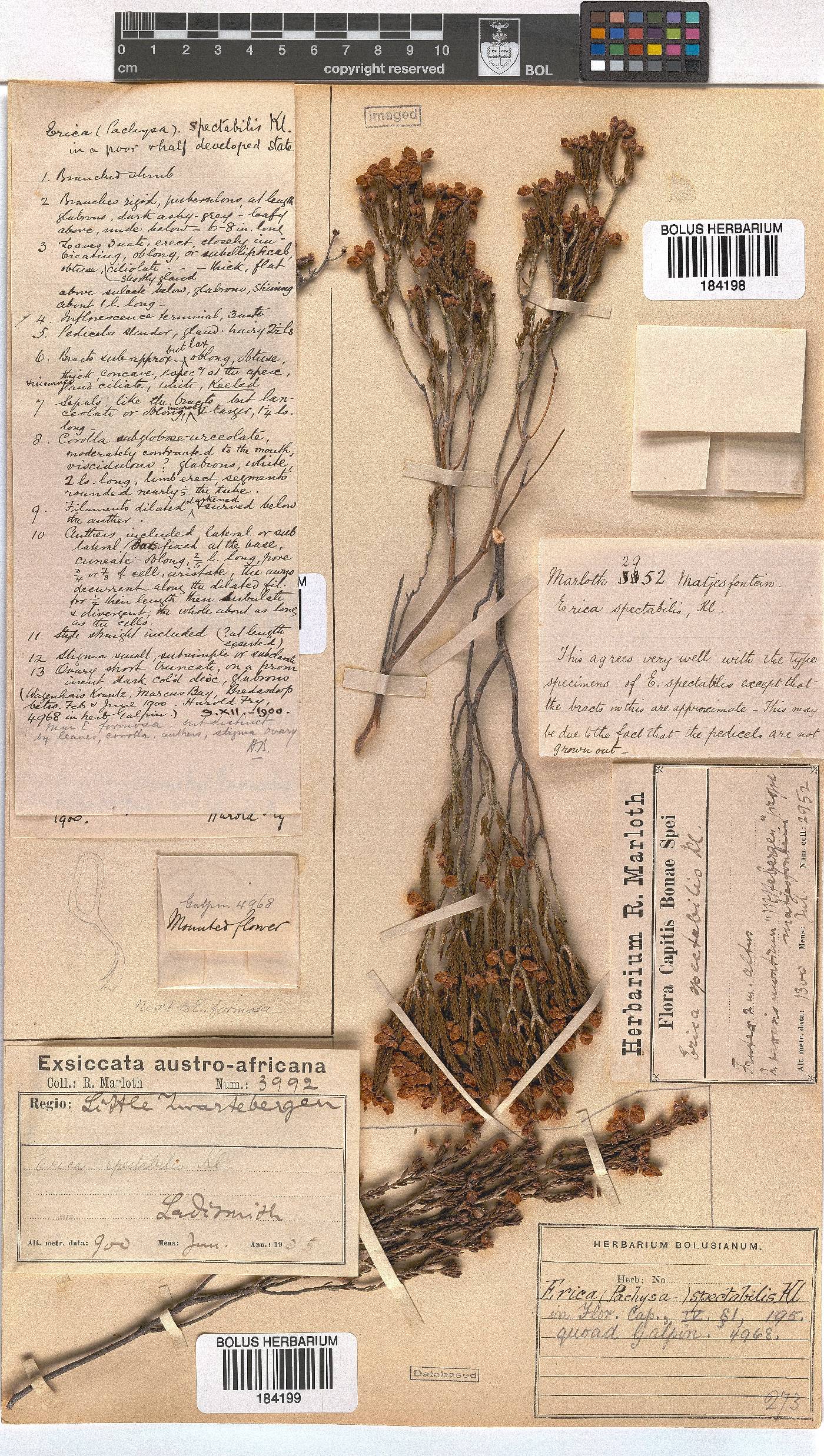 Erica spectabilis image