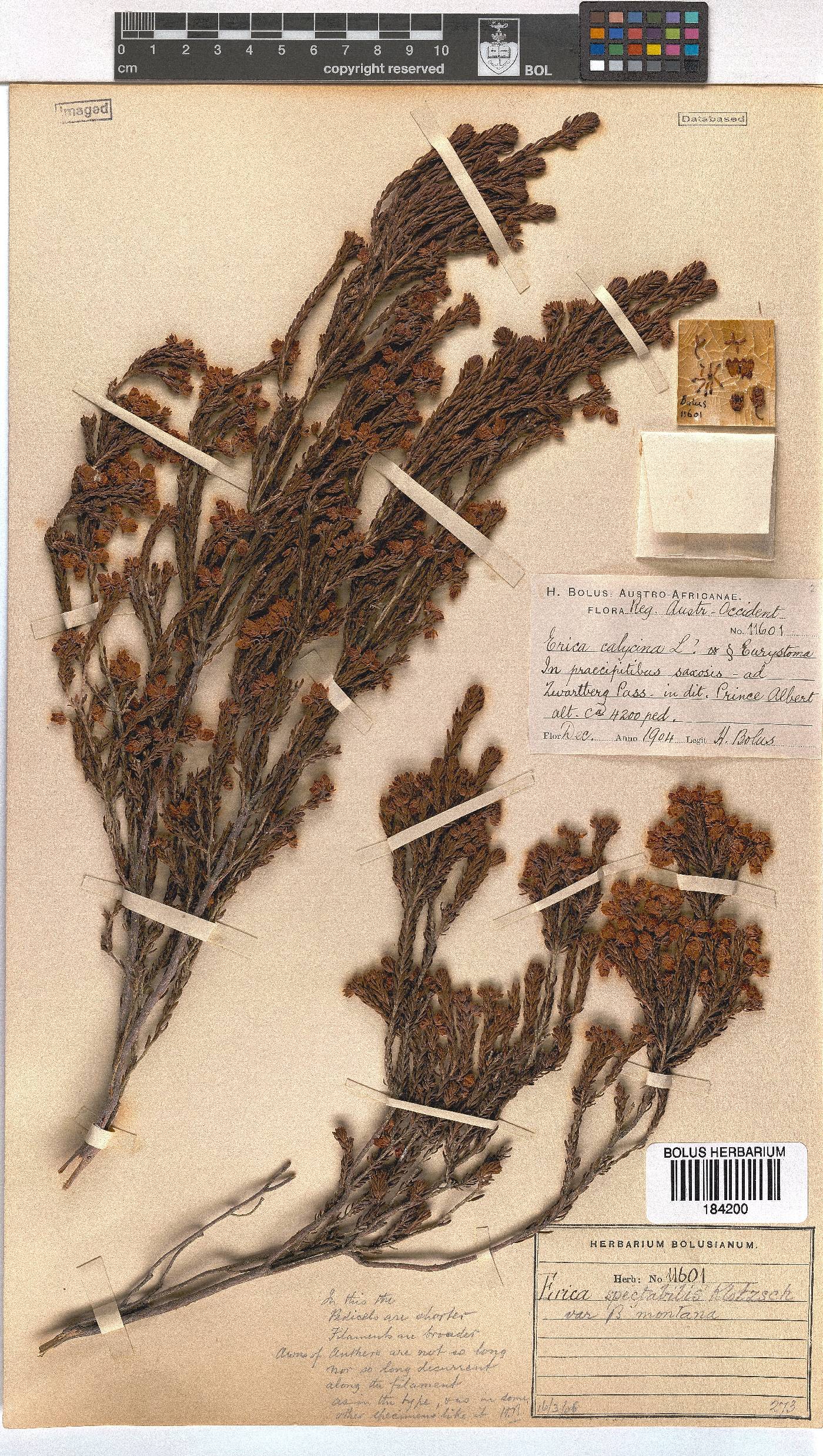 Erica spectabilis image