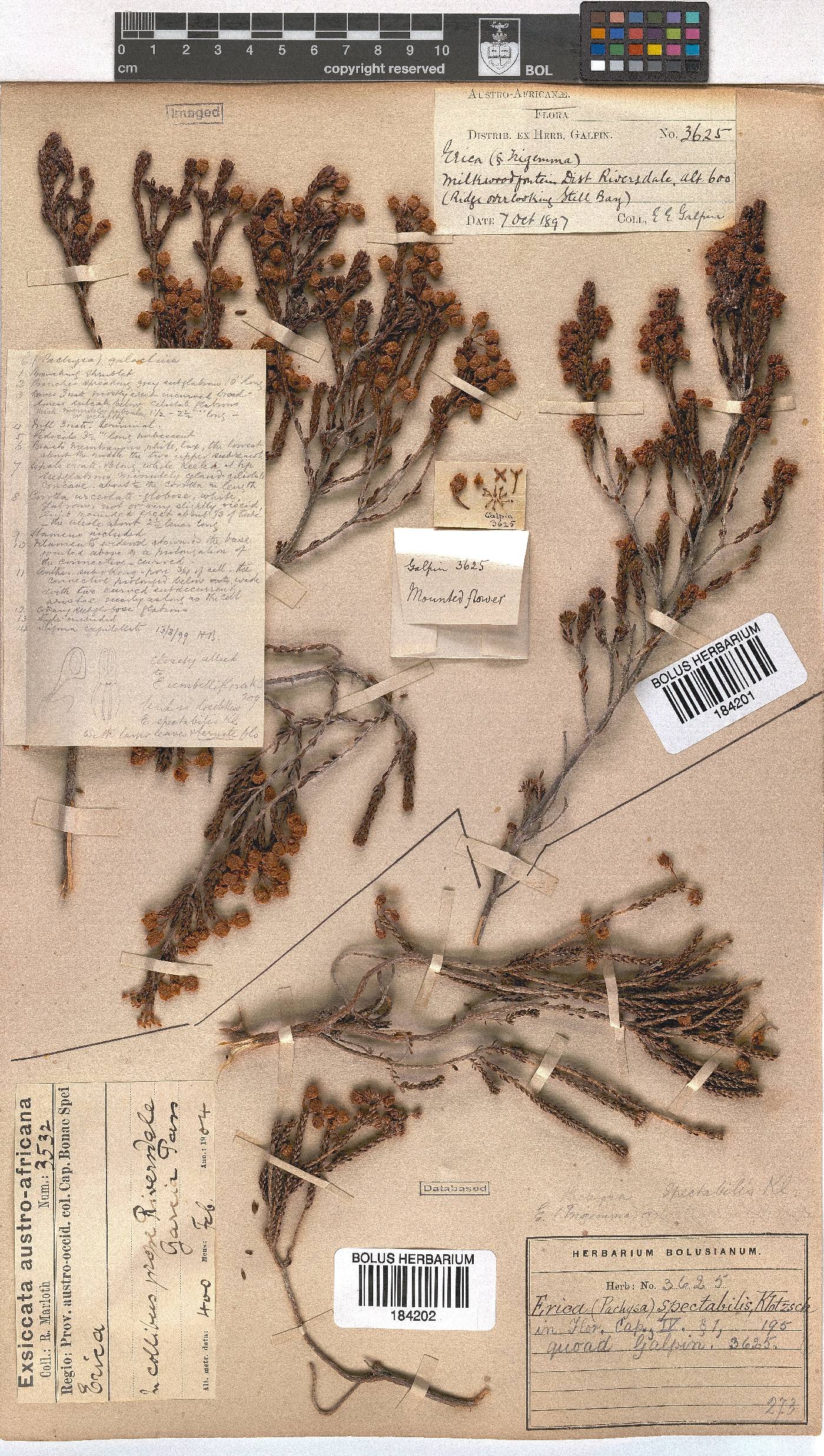 Erica spectabilis image