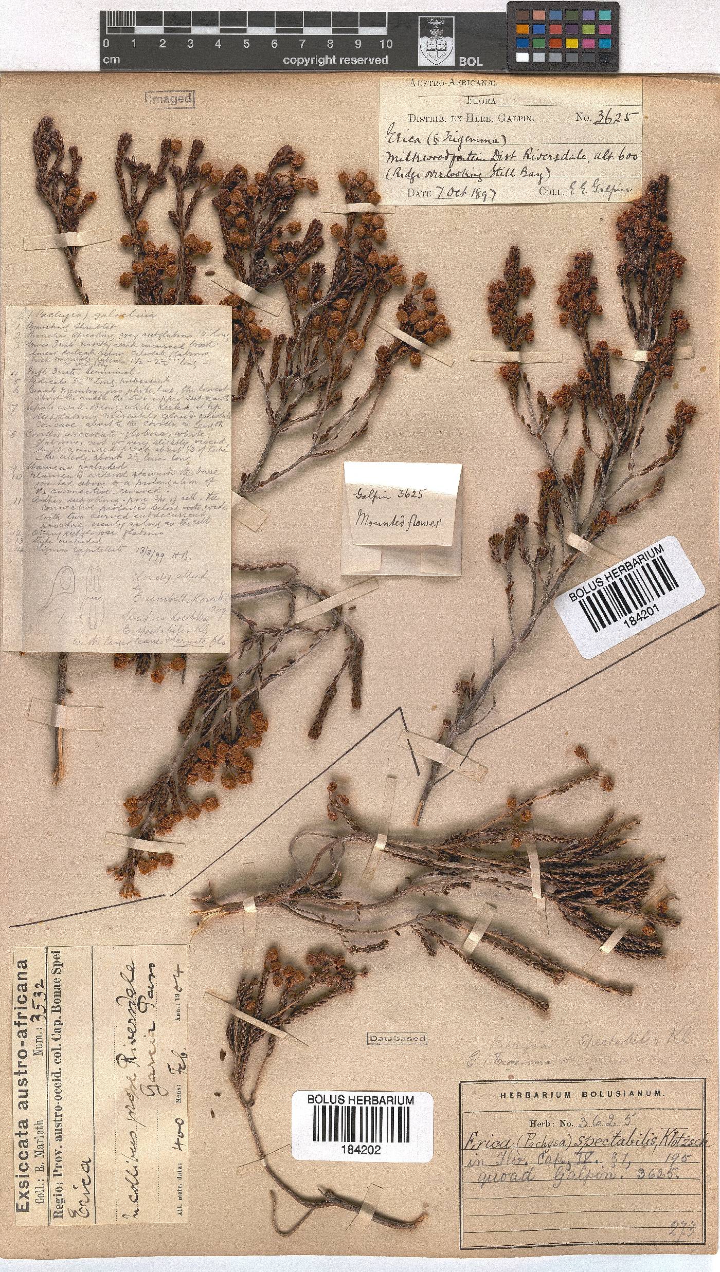 Erica spectabilis image