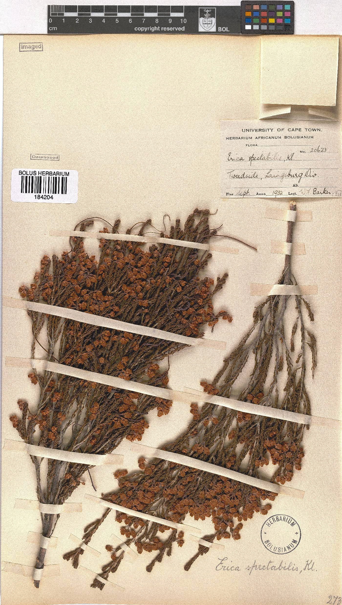 Erica spectabilis image