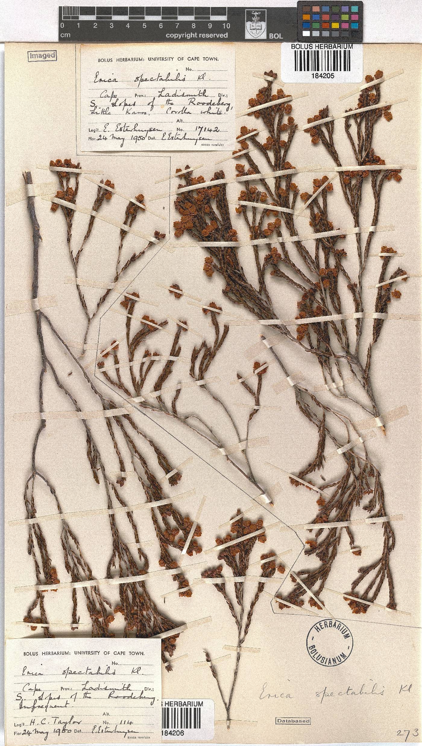 Erica spectabilis image