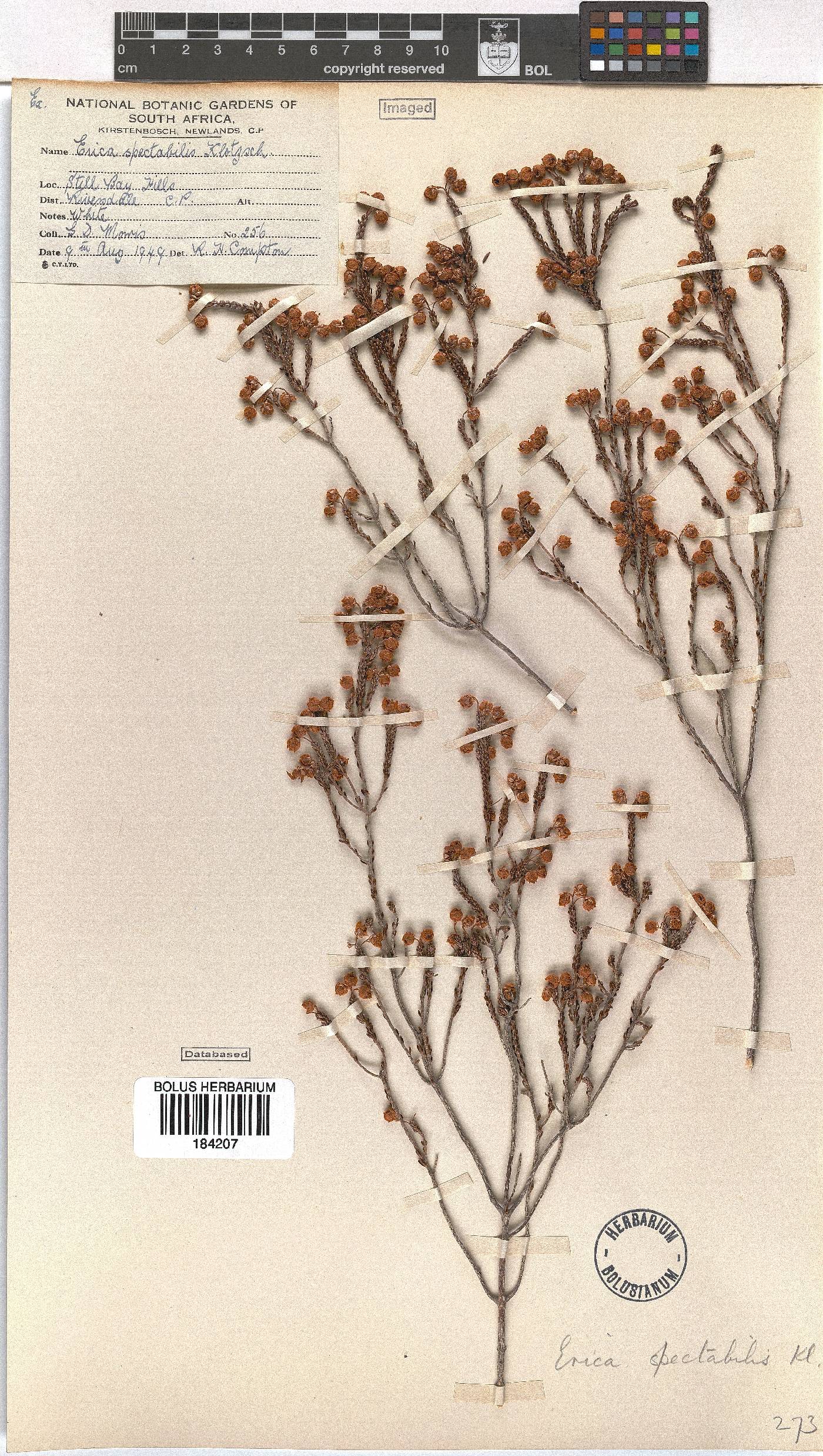 Erica spectabilis image