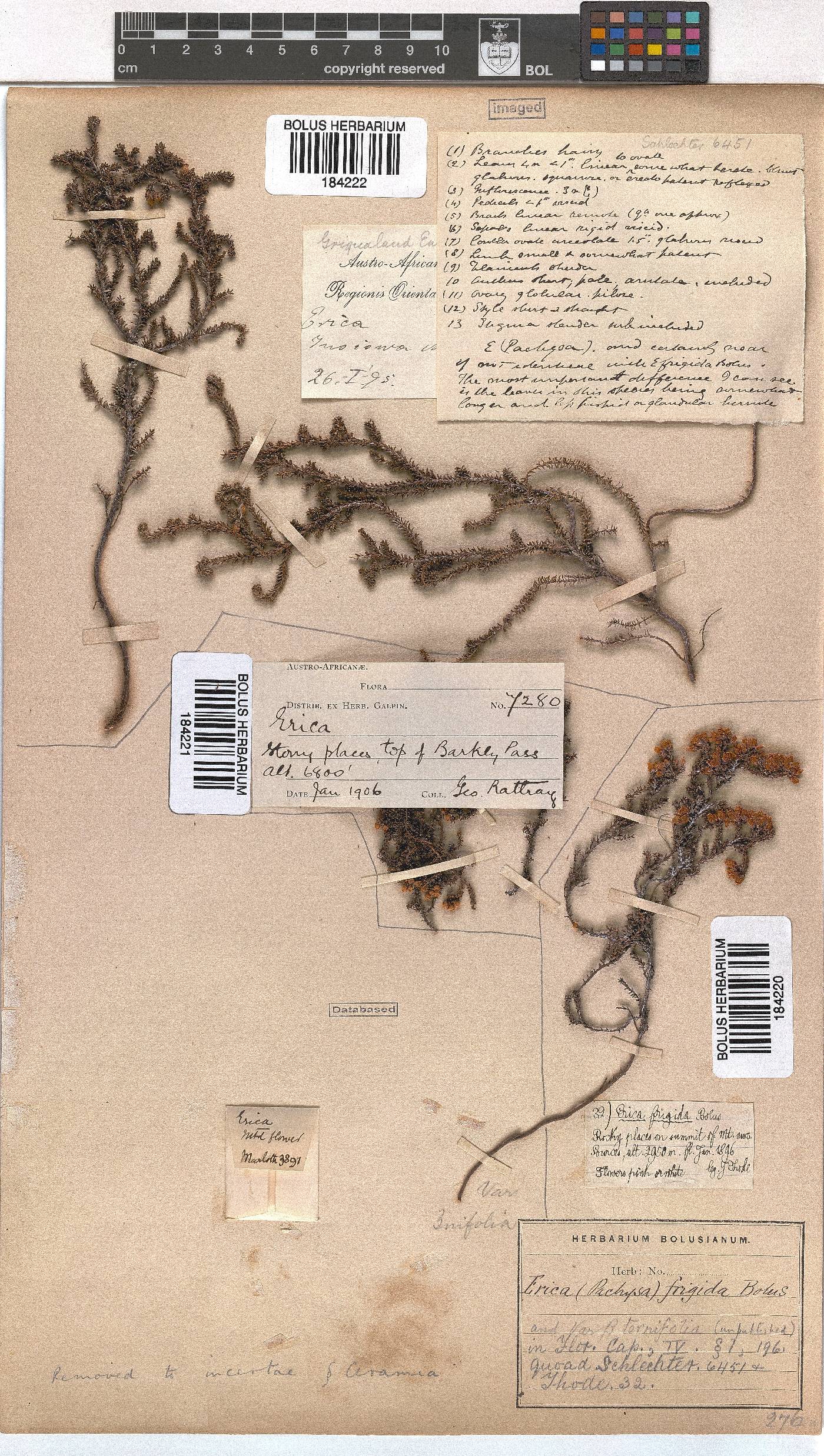 Erica frigida image