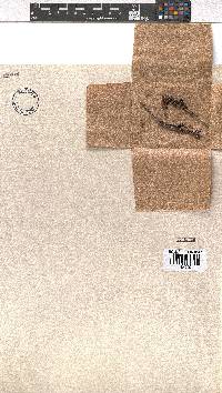 Erica nubigena image