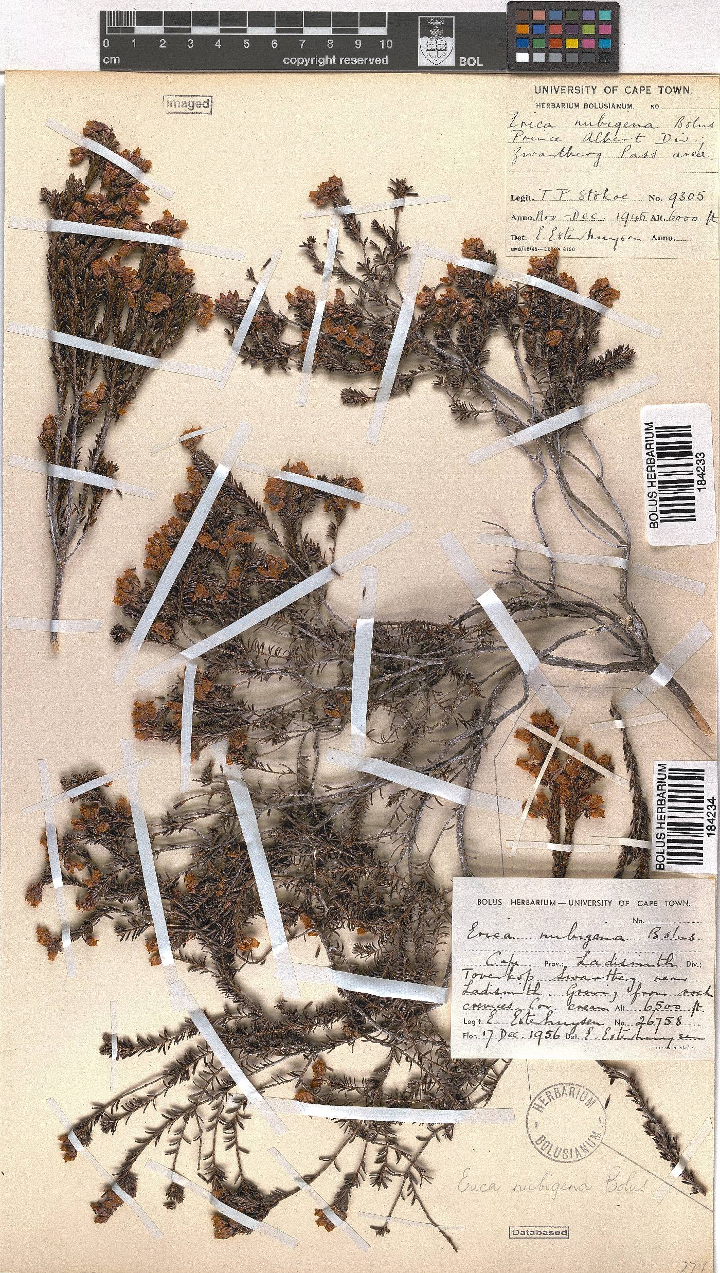 Erica nubigena image