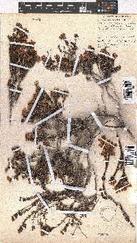 Erica nubigena image