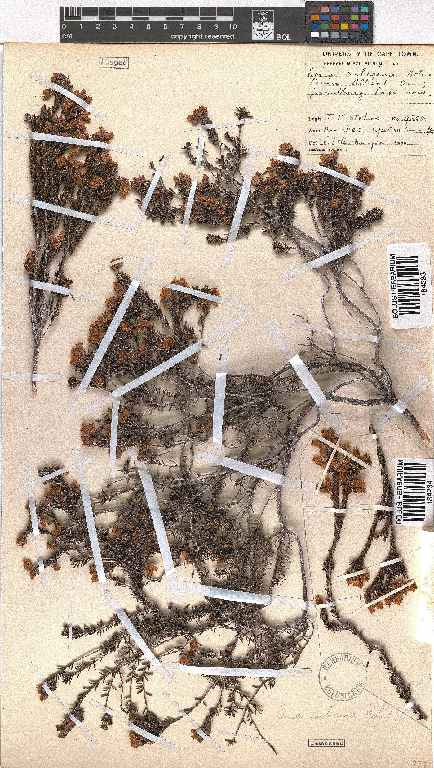 Erica nubigena image