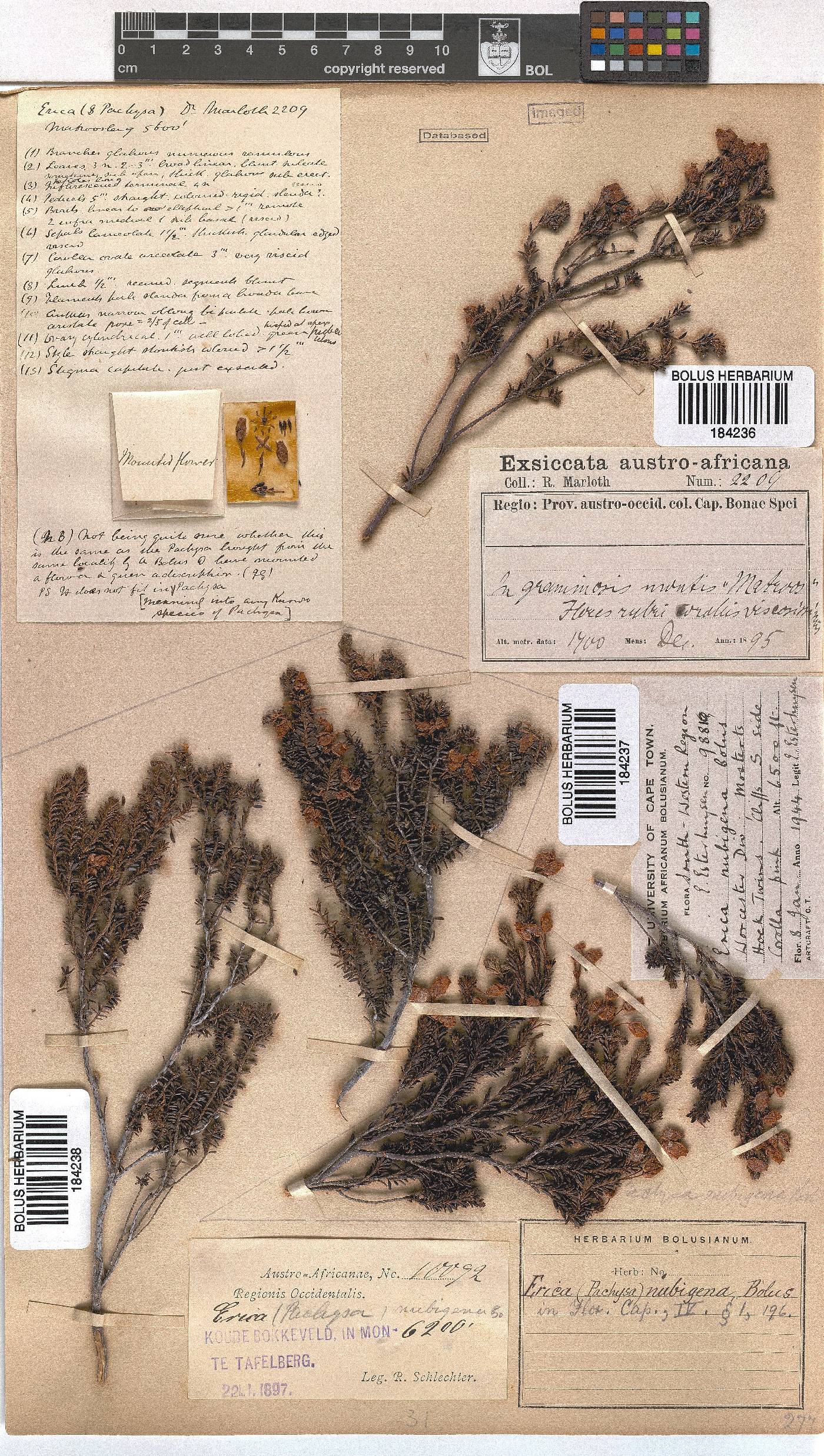 Erica nubigena image