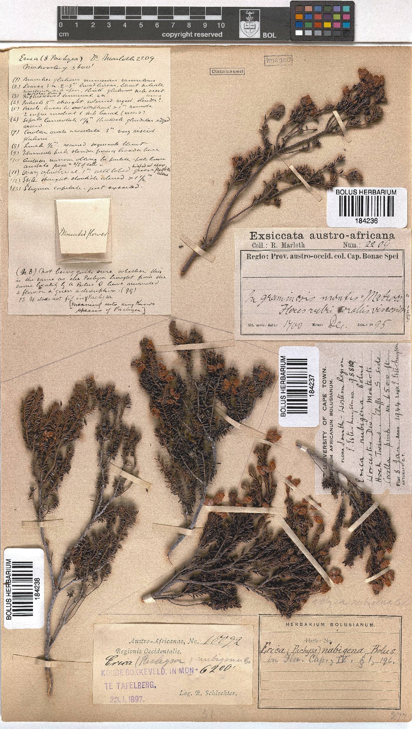 Erica nubigena image