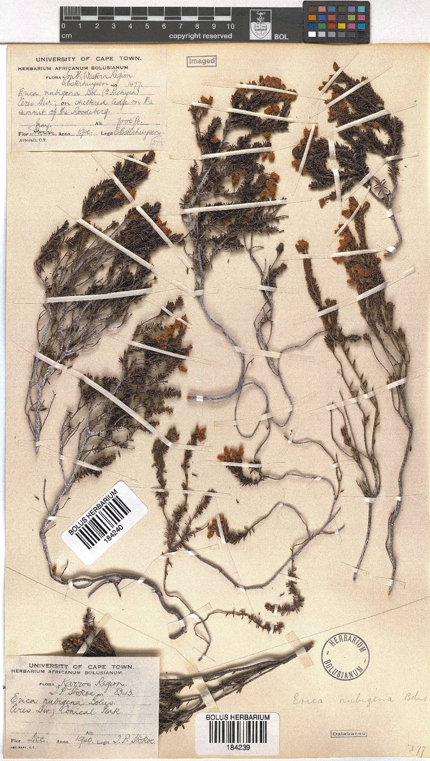 Erica nubigena image