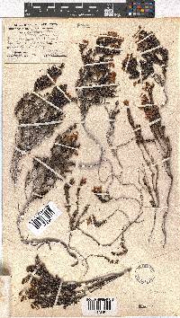 Erica nubigena image