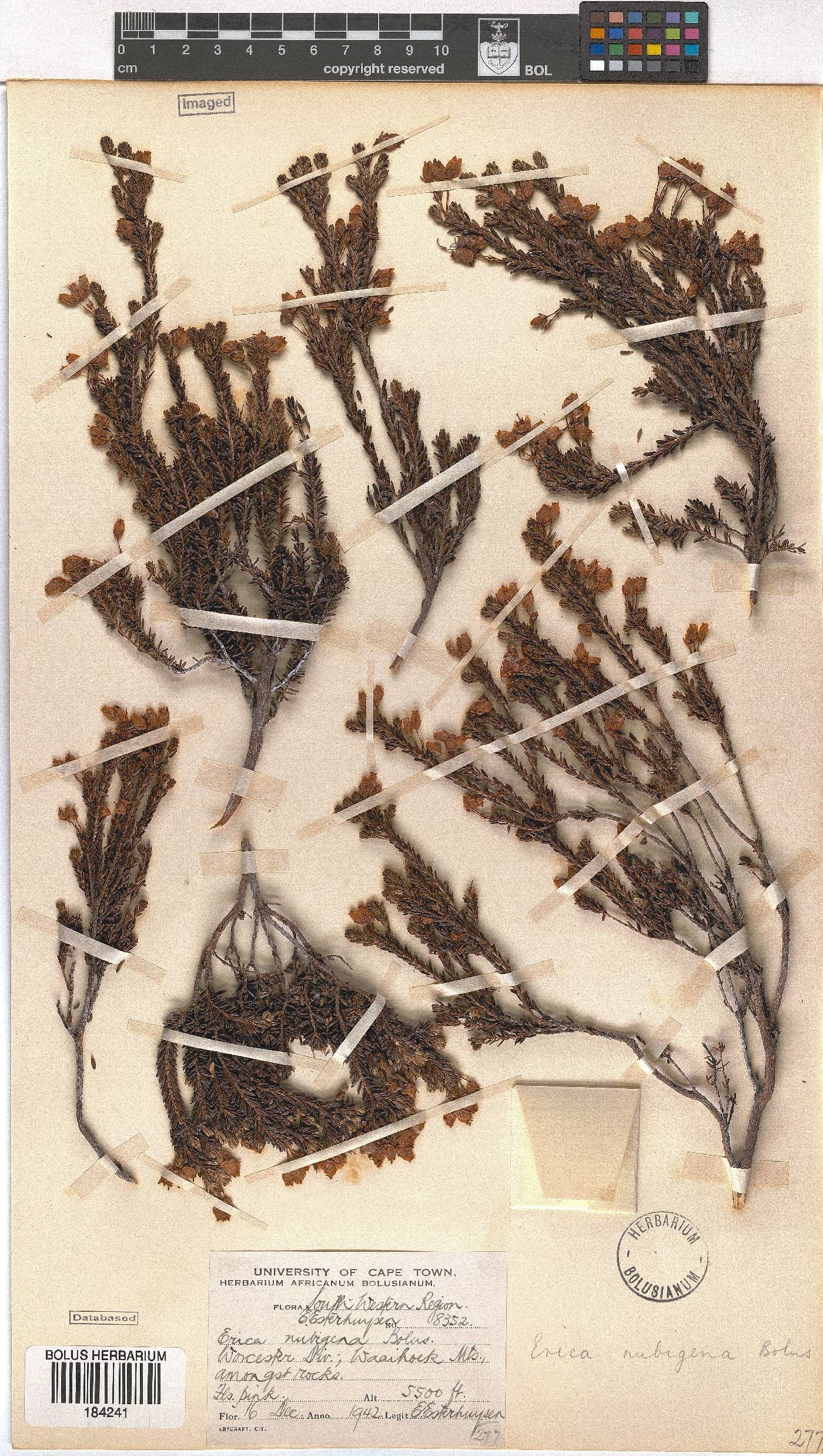 Erica nubigena image