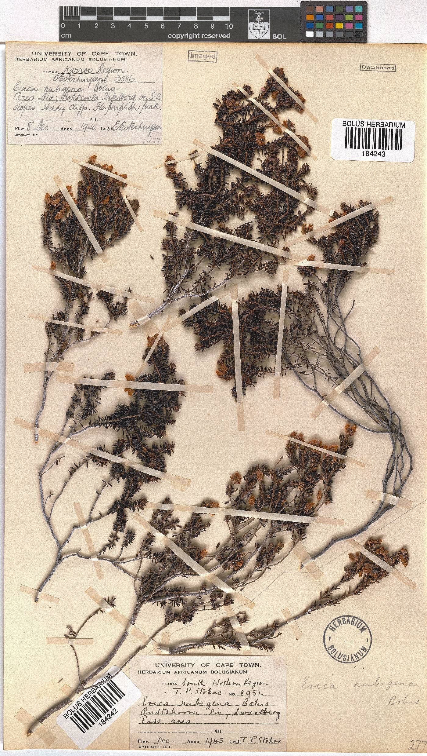 Erica nubigena image