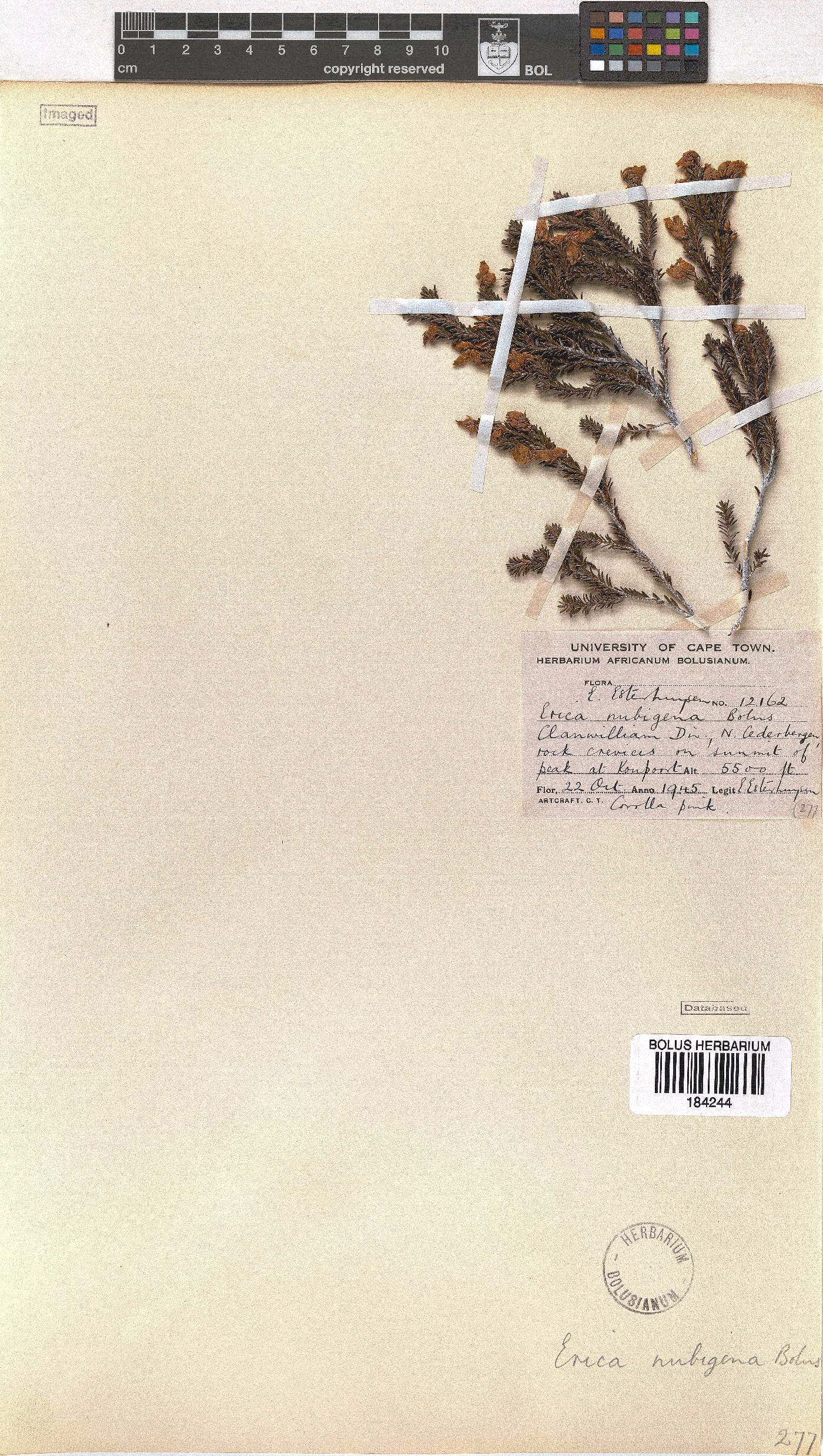 Erica nubigena image