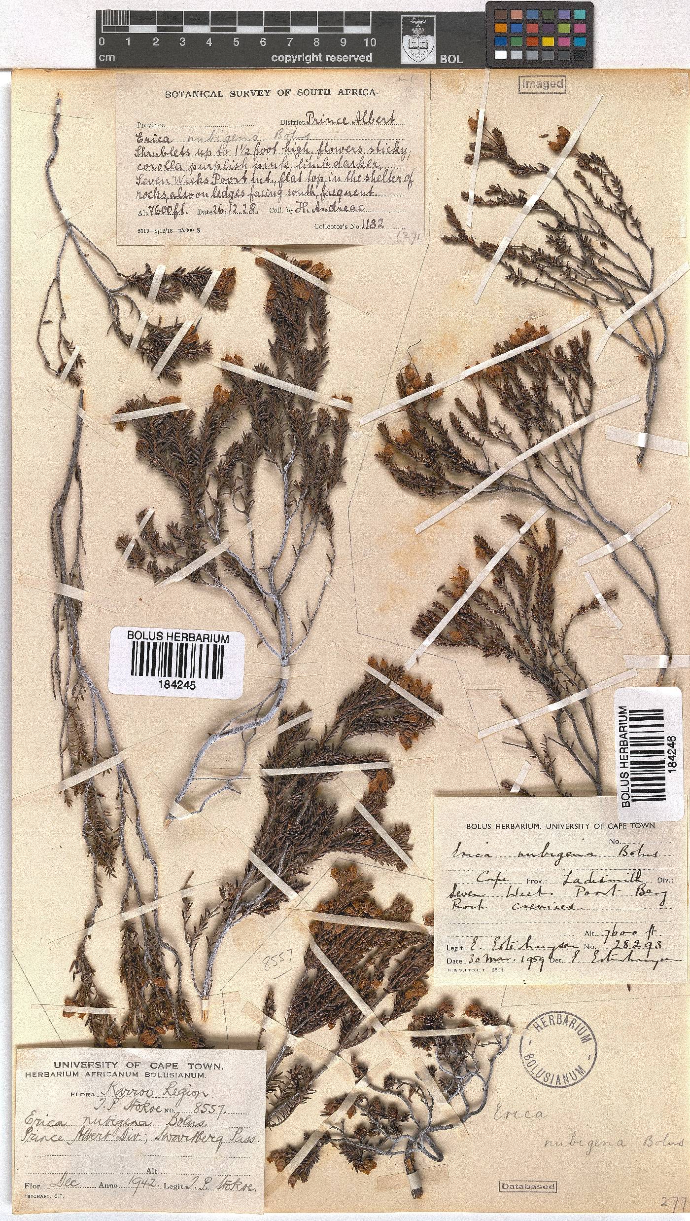 Erica nubigena image